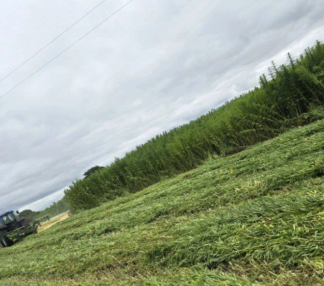 Hemp being harvested in a field
