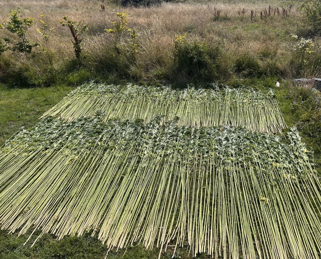 Harvested hemp stems