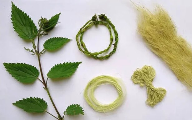 Nettle beside separated fibre