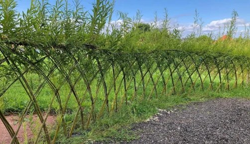 Willow stems