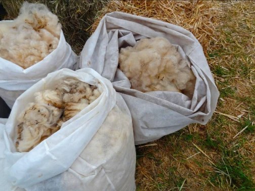 Raw wool